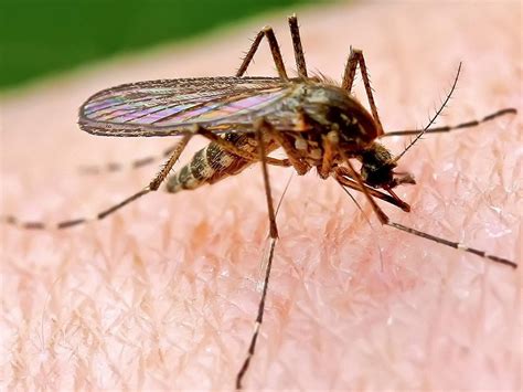 As temperatures rise, mosquitos are also on the move. Scientists worry that could mean more malaria